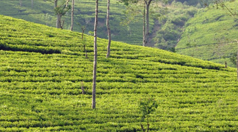 one-day tours in Sri Lanka.