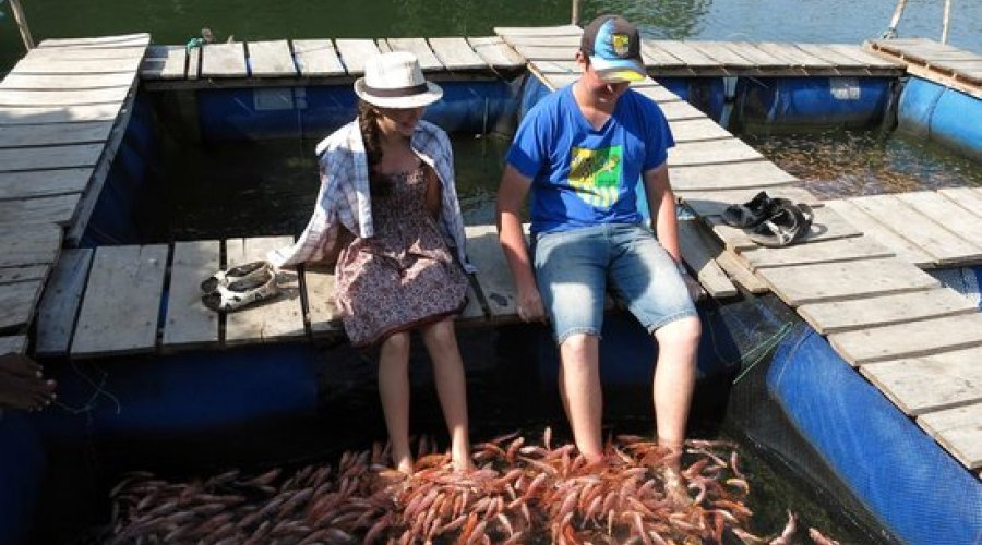 Madu Ganga river safari in Balapitiya with fish therapy