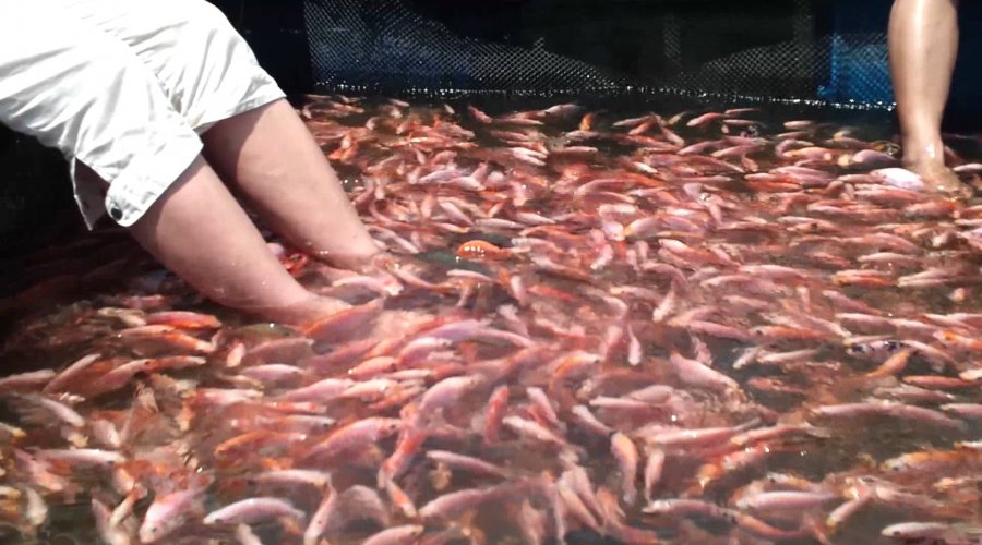 Traveler relaxing with fish foot massage on Madu River boat