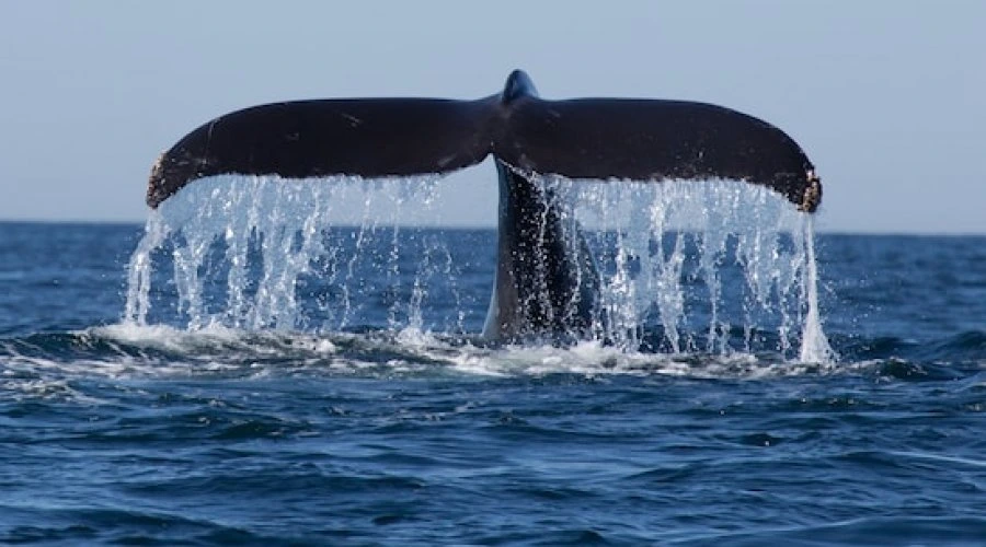 whale watching in sri lanka