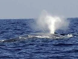 sri lanka whale watching tours