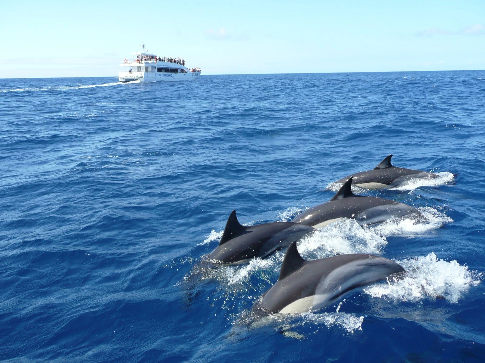 dolphin watching sri lanka