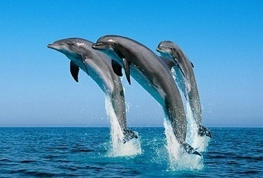 dolphin watching sri lanka