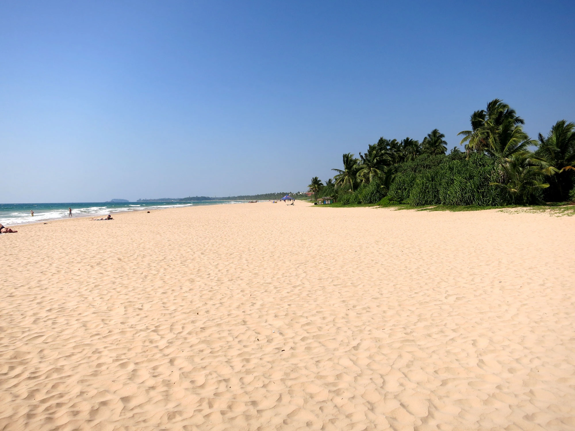 whale watching season sri lanka