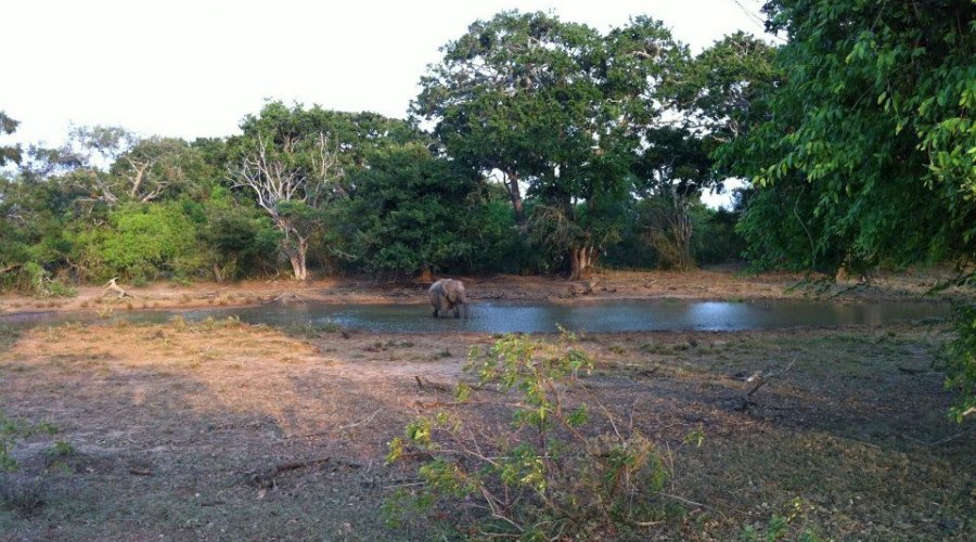 Safari in Sri Lanka