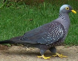 Wildlife tours Sri Lanka