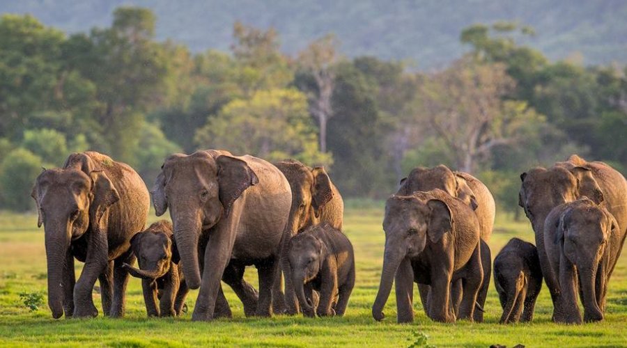 Jeep safari in Sri Lanka
