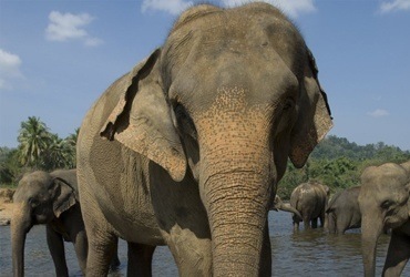 Sri Lanka elephant safari