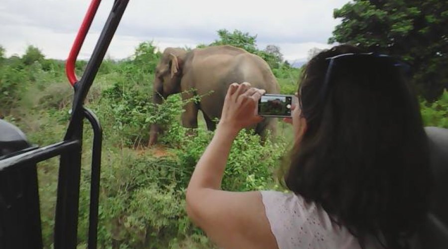 Sri Lanka safari tours
